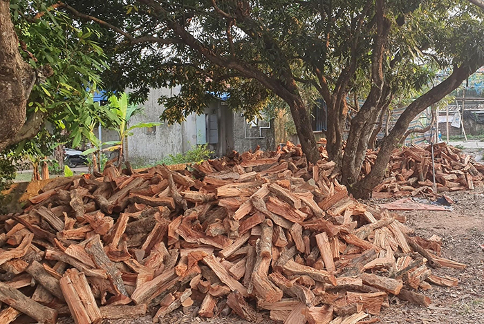 Củi nhãn khi đốt sinh ra lửa ổn định, nhiệt độ không quá cao nhưng giữ lâu, giúp kho cá từ từ và đều - cá thấm gia vị tốt mà không bị khô hoặc cháy.